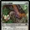 《日を浴びる繁殖鱗》