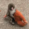 ぬいぐるみを抱えるパンチくん