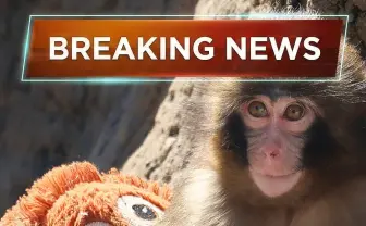 ゲーム『Fortnite』に世界的人気の子ザル「パンチくん」参戦か