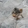 他のサルと仲良く過ごすパンチくん