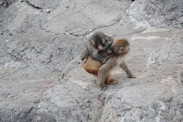 他のサルと仲良く過ごすパンチくん