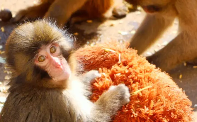 非公式グッズが横行する子ザル「パンチくん」の支援ガイドが公開　初の公式LINEスタンプも発売