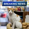 Bushwick bodega cat