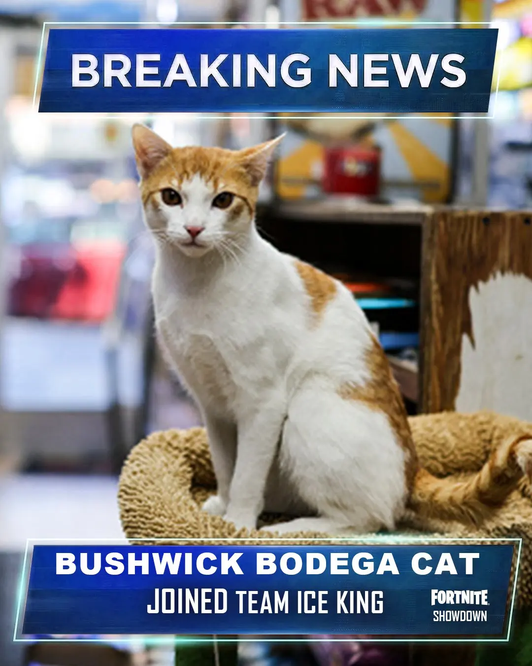 Bushwick bodega cat