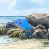 ネットミーム「お前を消す方法」でもおなじみイルカのカイルが返ってきた！／画像は日本マイクロソフトの公式ブログより