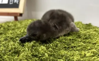 すみだ水族館、マゼランペンギンの赤ちゃん「とうふ」が誕生