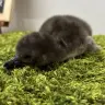 5月7日に誕生したマゼランペンギンの赤ちゃん「とうふ」（5月11日撮影）