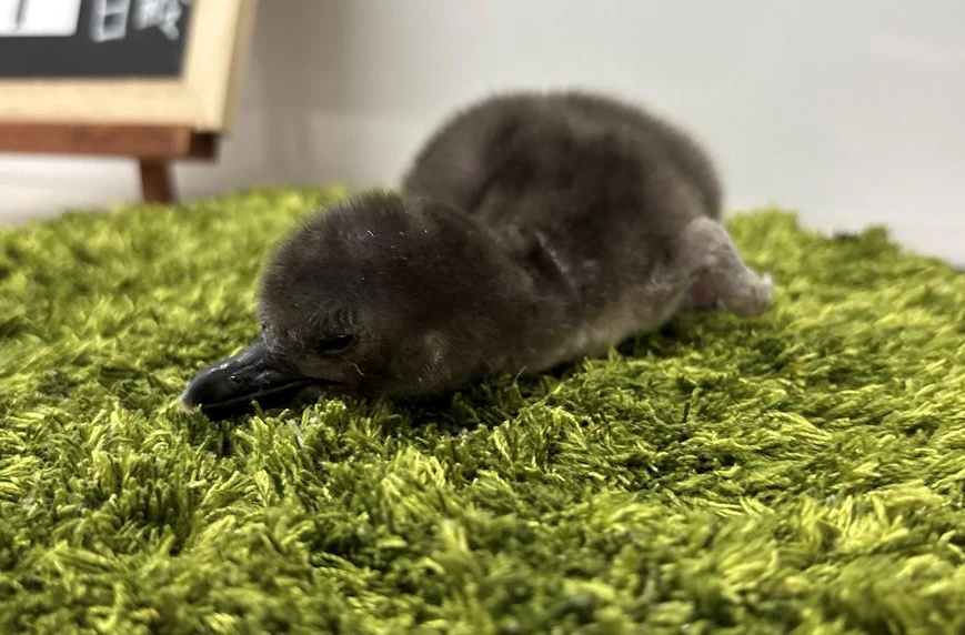 すみだ水族館、マゼランペンギンの赤ちゃん「とうふ」が誕生 - KAI-YOU