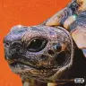 Kamui「ウサギとカメ」ジャケット写真