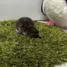 4日齢の「とうふ」