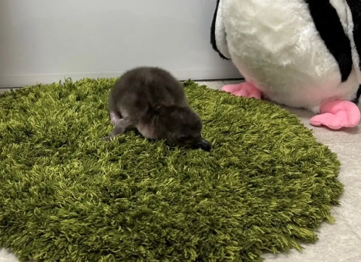 4日齢の「とうふ」