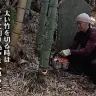 実際に竹を切っている様子
