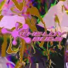 「スカスカ」ジャケット
