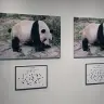 パンダのしっぽは何色か？
