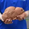 セミの抜け殻からセミ！ぬいぐるみ