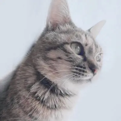 猫山桜梨さん