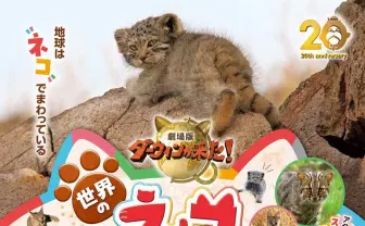 NHK「ダーウィンが来た！」放送20周年に映画化　主役は世界のネコ科動物