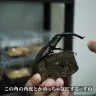 クワガタのアゴのアーチは“めっちゃ気にする”