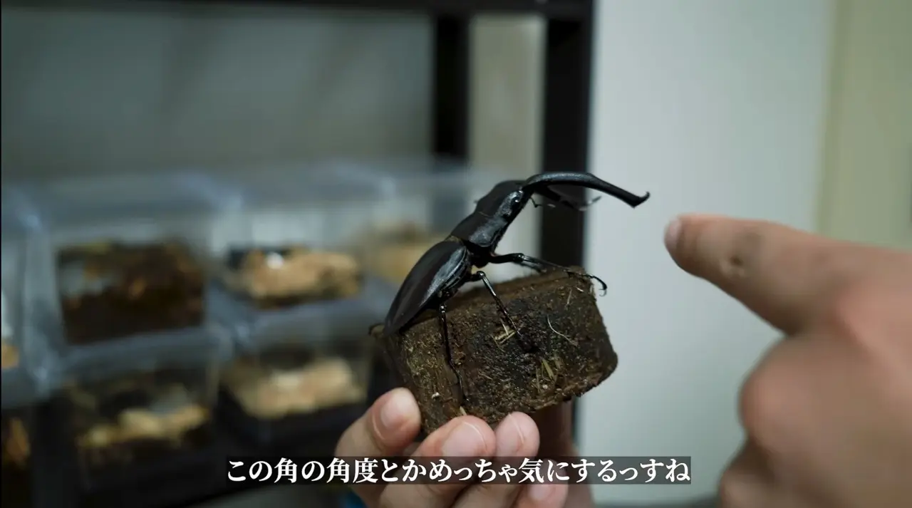 クワガタのアゴのアーチは“めっちゃ気にする”
